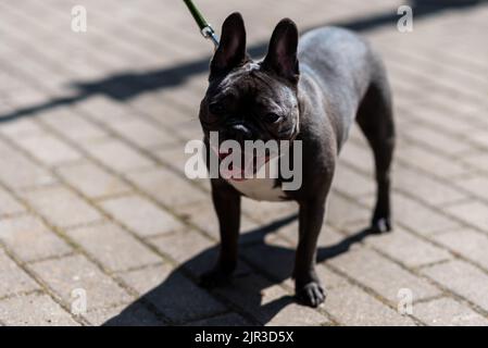 Bulldog francese, in città, al guinzaglio. Foto di alta qualità Foto Stock
