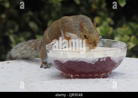 Il barbecue era finito e la trifle che Liz Eastman aveva lasciato in giardino si dimostrò troppo tentata per uno scoiattolo nel suo giardino a Fareham, Hants. Liz ha detto 'non potevo sbelurire i miei occhi, non prima la famiglia aveva lasciato il giardino per entrare nel dolce scoiattolo dentato cheeky era occupato munching nella trifle. Penso che all'inizio le mandorle in fiocchi lo attirarono, ma presto si addentrò anche nella crema e nella gelatina''. FOTO DI MIKE WALKER, FOTO DI MIKE WALKER, 2011 Foto Stock