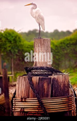 Una grande egretta (Ardea alba) sorge su un molo, il 19 agosto 2022, a Bayou la Batre, Alabama. Foto Stock