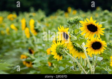 Girasoli luminosi che fioriscono sulla fattoria prato in autunno nessuno Foto Stock