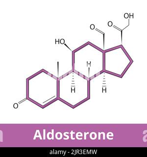 Aldosterone. Ormone steroideo mineralocorticoide prodotto dalla corteccia surrenale nella ghiandola surrenale. Parte del sistema renina-angiotensina-aldosterone. Illustrazione Vettoriale