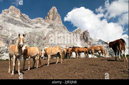 Cavalli e mucche sotto Monte Pelmo nelle Dolomiti Italiane, Tirolo del Sud, Dolomiti, Alpi Italiane europee Foto Stock