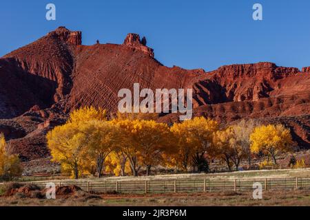 Fremont cottonwoods (Populus fremontii) nella Castle Valley in autunno, Utah Foto Stock