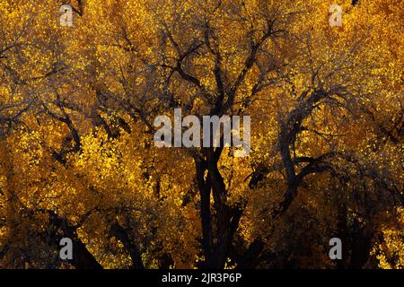 Boschi di cottonwood di Fremont retroilluminati (Populus fremontii) nella Castle Valley in autunno, Utah Foto Stock