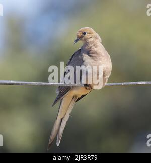 Pianto dove adulto che si appicorda su filo elettrico. Contea di Alameda, California, Stati Uniti. Foto Stock