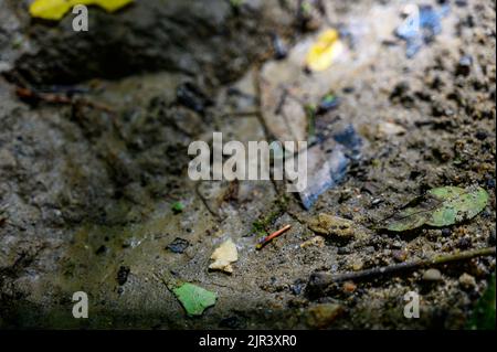 Punta di freccia dell'uccello indiano nativo in letto di ruscello Foto Stock