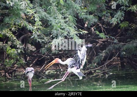 Il gregge di cicogne dipinte che sono uccelli migratori stanno prendendo il resto allo zoo di Nuova Delhi in India Foto Stock