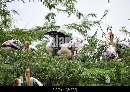 Il gregge di cicogne dipinte che sono uccelli migratori stanno prendendo il resto allo zoo di Nuova Delhi in India Foto Stock