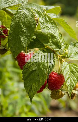 Lamponi bacche su un ramo, fuoco selettivo Foto Stock