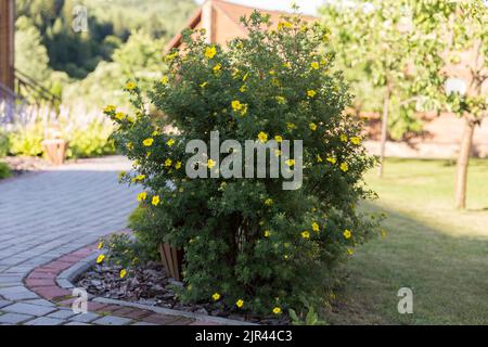 Un olio di cinquefoil fruscioso fiorito (Dasiphora frutticosa (syn. Potentilla Fusticosa)) nel giardino, un esempio di utilizzo nel paesaggio. Dasiphora frutticosa Foto Stock