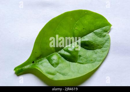 Foglia di spinaci isolata Foto Stock