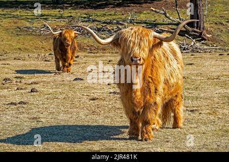 Bestiame delle Highland in una fattoria di allevamento a Tarraleah nel paese alto della Tasmania Foto Stock