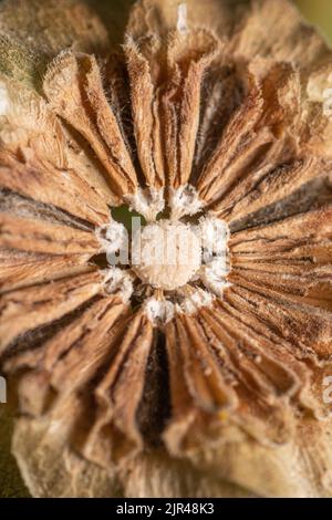Il marrone e secco rimane di una testa di fiore, i petali ancora belli nella loro forma essiccata. Foto Stock