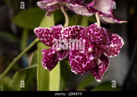 Orchid Phalaenopsis Lioulin Wild Cat. Boccioli bianchi viola punteggiati e macchiati. Fiore rosa Borgogna. Primo piano delle orchidee. Varietà rara. Foto Stock