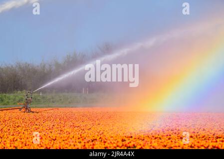 Julianadorp, Paesi Bassi - 20 aprile 2020. Un impianto sprinkler irriga i campi di tulipani fioriti nei pressi di Julianadorp, Olanda. Foto Stock