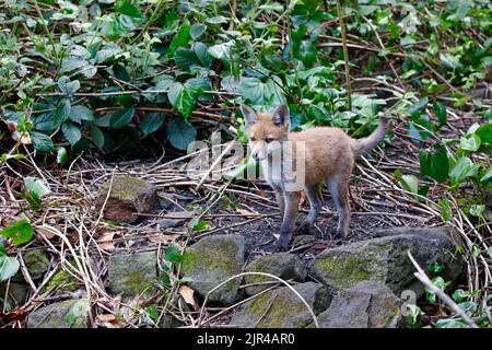 Cucciolo di volpe che emerge dalla tana in fondo al giardino Foto Stock