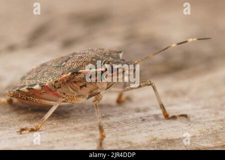 Dettaglio del primo piano su uno schermo pentatomico mediterraneo marrone adulto, Halyomorfa halys seduta su legno Foto Stock