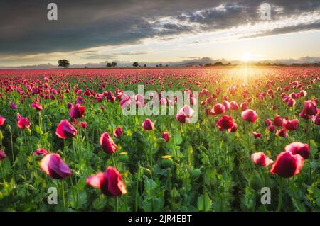 Paesaggio con bel tramonto sul campo di papavero Foto Stock