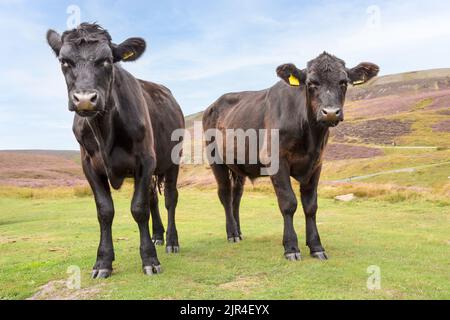 Primo piano di due giovani mucche nere rivolte in avanti e vagare liberamente a fine estate su brughiera aperta coperta di erica viola, Swaledale, Yorkshi Foto Stock