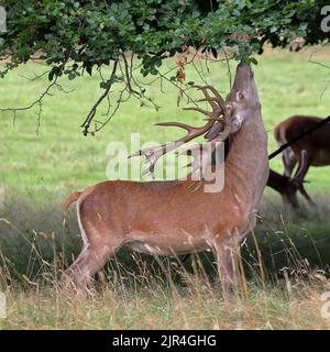 Cervo rosso (Cervus Elahus) Pag Foto Stock