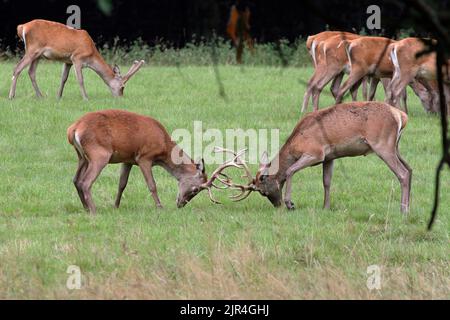 Cervo rosso (Cervus Elahus) Pag Foto Stock