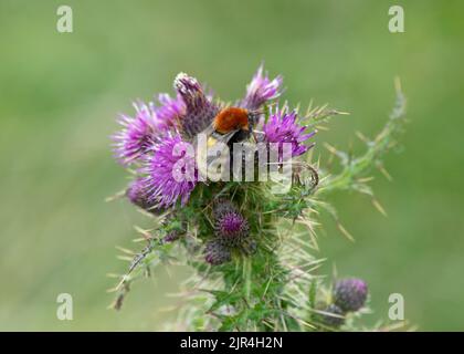 Bumblebee delle Shetland (Bombus muscorum agricole), che si nutrono di cardo, Stromfirth, Shetland. Foto Stock