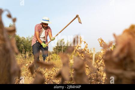 Uomo contadino bearded con zappa che raccoglie una raccolta di patate fresche biologiche nel campo. Lavoratore maschile che si accoccola in piantagione agricola. Veicolo organico Foto Stock