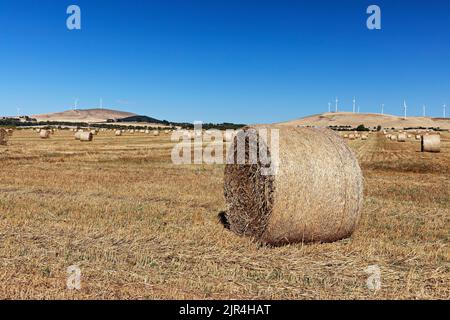 Waubra Australia / balle di Hay in un campo rurale Waubra Victoria Australia. Foto Stock