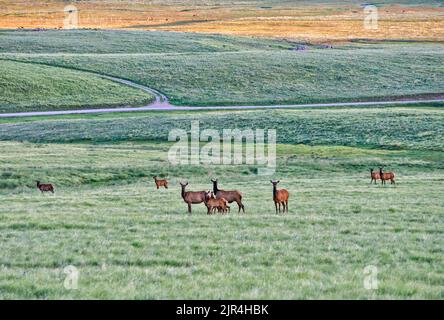 Gregge di alci a Valle Grande, mattina presto, Valles Caldera National Preserve, New Mexico, USA Foto Stock