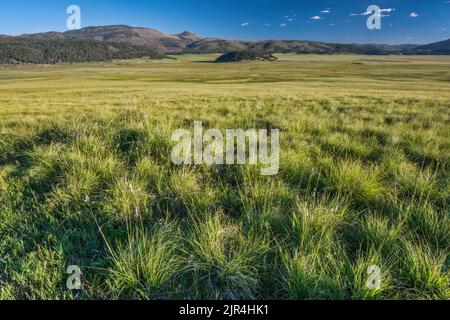 Montane praterie a Valle Grande, Redondo Peak a sinistra, Cerro la Jara al centro, mattina presto, a Valles Caldera Natl Preserve, New Mexico, USA Foto Stock