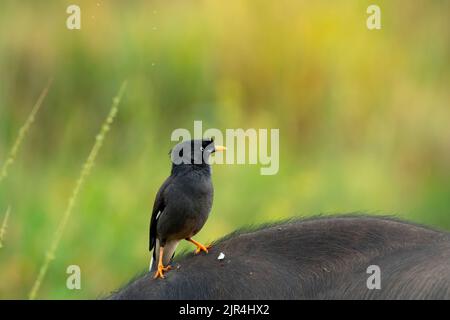 Un comune myna o myna indiana (Acridoteres tristis) è seduto su un bufalo Foto Stock