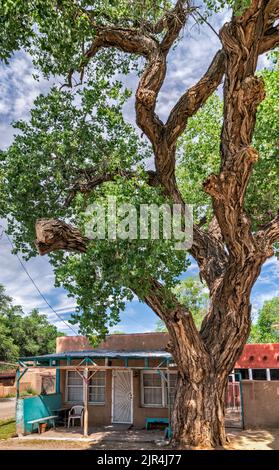 Ciriaco Rael mercato, edificio storico, metà 1880s, vecchio albero di cottonwood, a Los Cerrillos, Il Turquoise Trail, New Mexico, USA Foto Stock