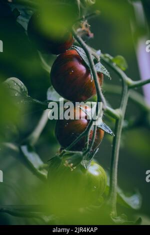 Pomodori rossi scuri che crescono su pianta. Foto di alta qualità Foto Stock