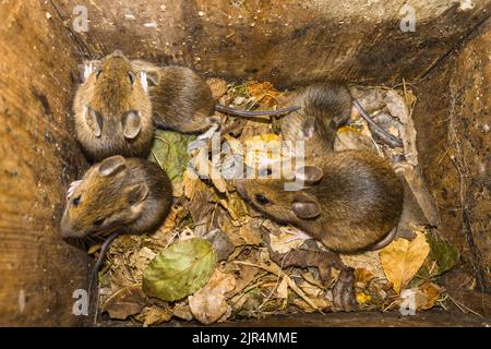 Femmina di topo a collo giallo (Apodemus flavicollis) con quattro prole in nido. Herefordshire Inghilterra Regno Unito. Luglio 2022 Foto Stock