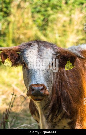 Il bestiame inglese longhorn sta facendo una rinascita nella campagna inglese dell'Herefordshire. Luglio 2022 Foto Stock