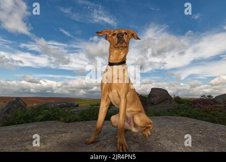 Red Fox Labrador si è seduto sulla roccia gritstone nel Peak District National Park, Inghilterra UK. Foto Stock