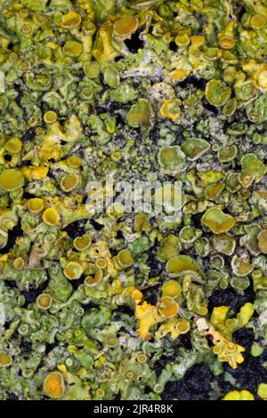 Lichen arancione comune, scala gialla, lichen di sunburst marittimo, lichen di Shore, lichen di scudo dorato (Xanthoria parietina, Parmelia parietina), licheni Foto Stock