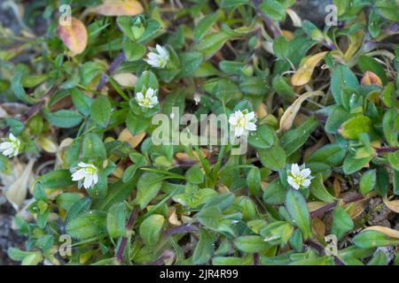 Piccolo mouse-orecchio, cinque-stamen mouse-orecchio ceci (Cerastium semidecandrum), cresce in spazi di pavimentazione, Germania Foto Stock