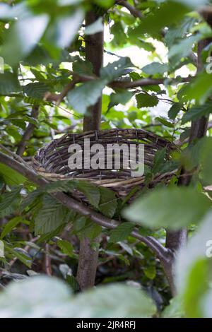 cestello fisso di nesting in una siepe di carpino Foto Stock