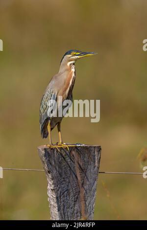 Airone striato, airone mangrovie, airone piccolo, airone verde-sostenuto (Butorides striata, Butorides striatus), arroccato su un palo di legno, Brasile, Pantanal Foto Stock