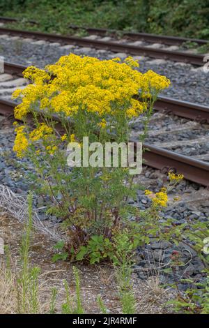 Ragwort comune, willie stinking, ragwort Tansy, ragwort Tansy (Senecio jacobaea), fiorendo vicino alle piste ferroviarie, Germania Foto Stock
