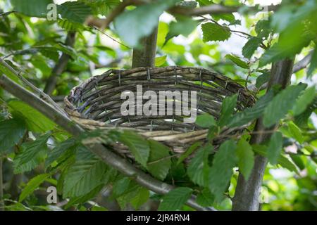 cestello fisso di nesting in una siepe di carpino Foto Stock