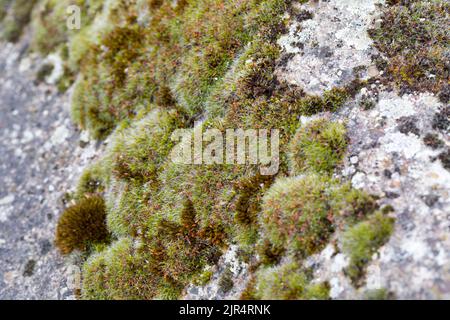 Muschio cuscino marciapiede d'argento, (Grimmia pulvinata), cresce su un muro, Germania Foto Stock