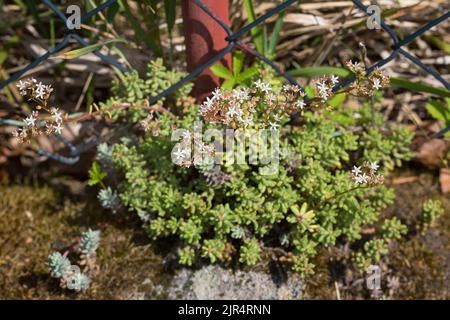 Stonecrop bianco (album Sedum), fiorente in una recinzione, Germania Foto Stock