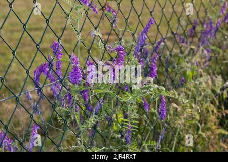 Vetch invernale, vetch scosceso (Vicia villosa), infiorescenze a una recinzione, Germania Foto Stock