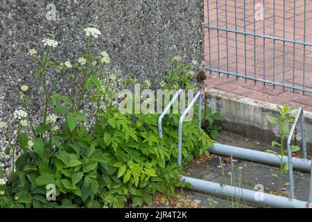 L'anziano di terra, goutweed (Aegopodium podagraria), cresce in un gap di pavimentazione vicino a una pista ciclabile, in Germania Foto Stock