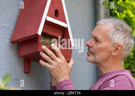 uomo che rimuove un vecchio nido da una scatola di nido fatta in casa Foto Stock