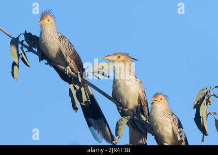 Cucù guira (Guira guira), gruppo arroccato su un ramo, Brasile, Pantanal Foto Stock