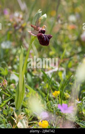 Orchidea nera (Ophrys incubacea, Ophrys atrata, Ophrys sphegodes subsp. Atrata, Ophrys aranifera var. atrata), ragno nero a fiore singolo Foto Stock