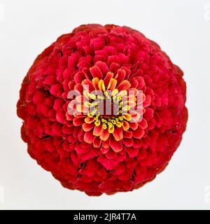 Zinnia, giovani e anziani, Zinnia comune (Zinnia elegans), infiorescenza, taglio Foto Stock